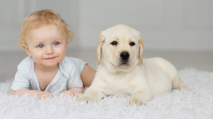 Preparing Pets for Babies