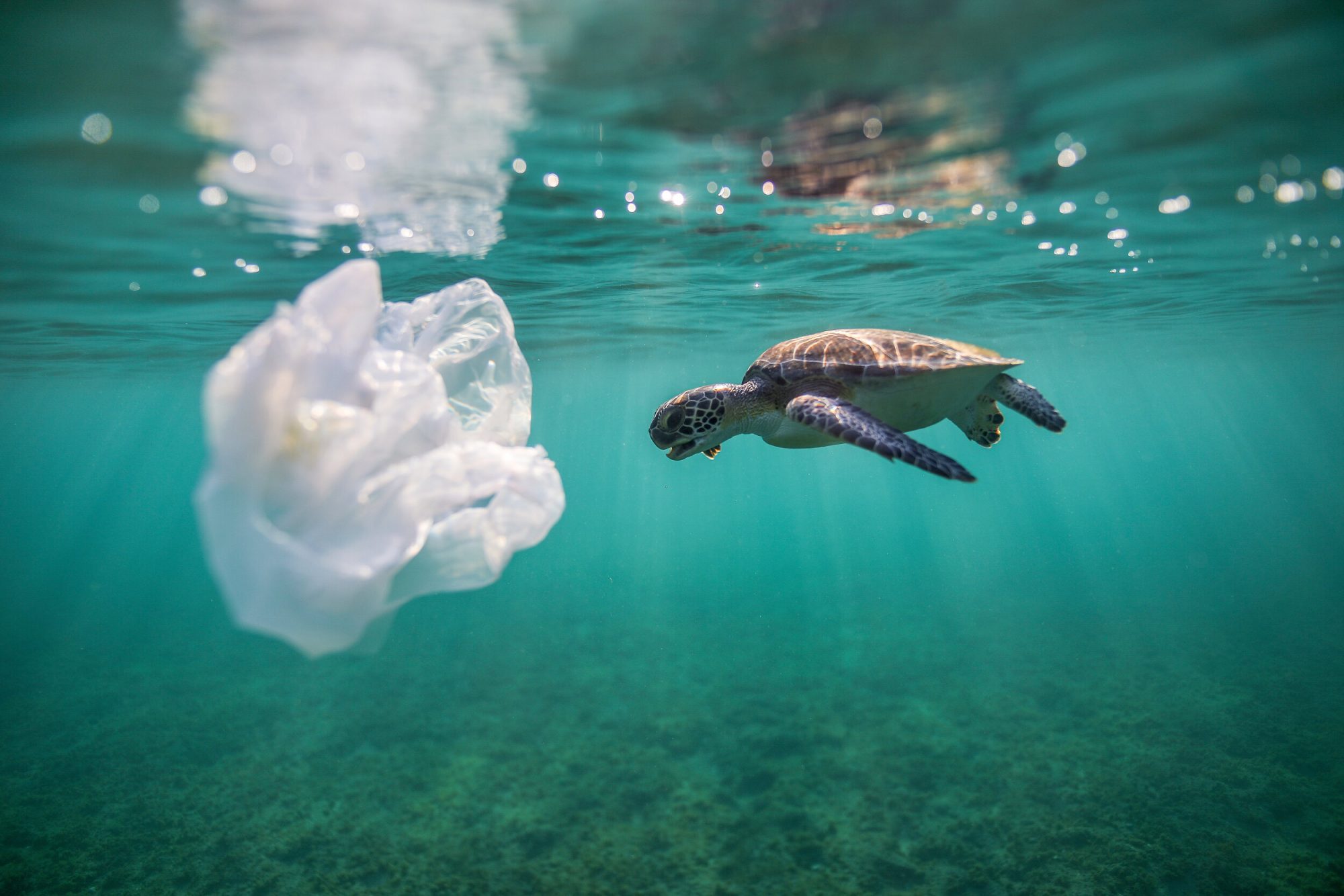 Josh Vandervoort | Strategies for Reducing Plastic Pollution